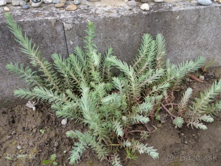 Rozchodnik skalny - 2