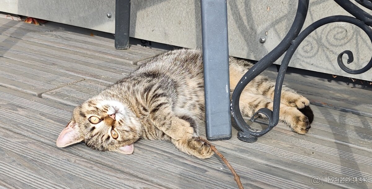 Darujem maciatko / maciatka - 2