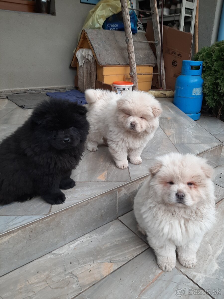 Čau čau, chow chow - 2