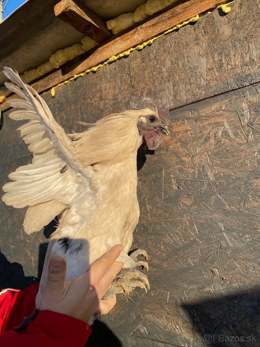 Ga h mong kohúti - 2