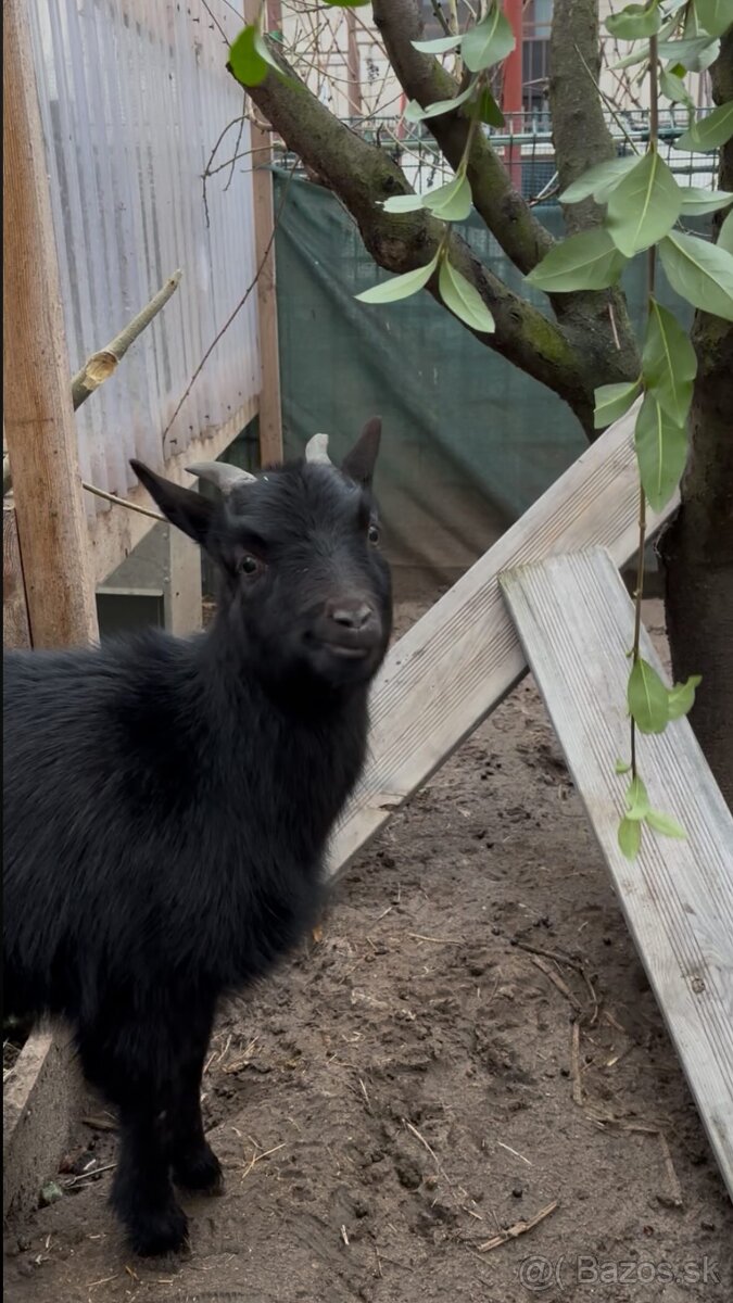 Kamerunská kozička - 2