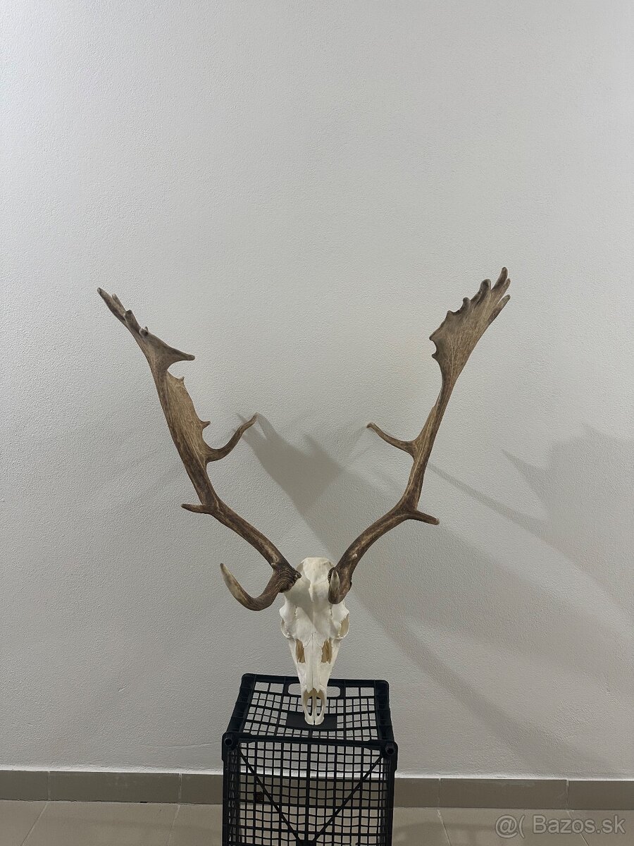 Danielia trofej , trofeje ,parožie ,parohy,Daniel - 2