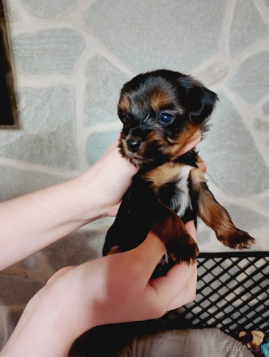 Yorkshire teriér - 2