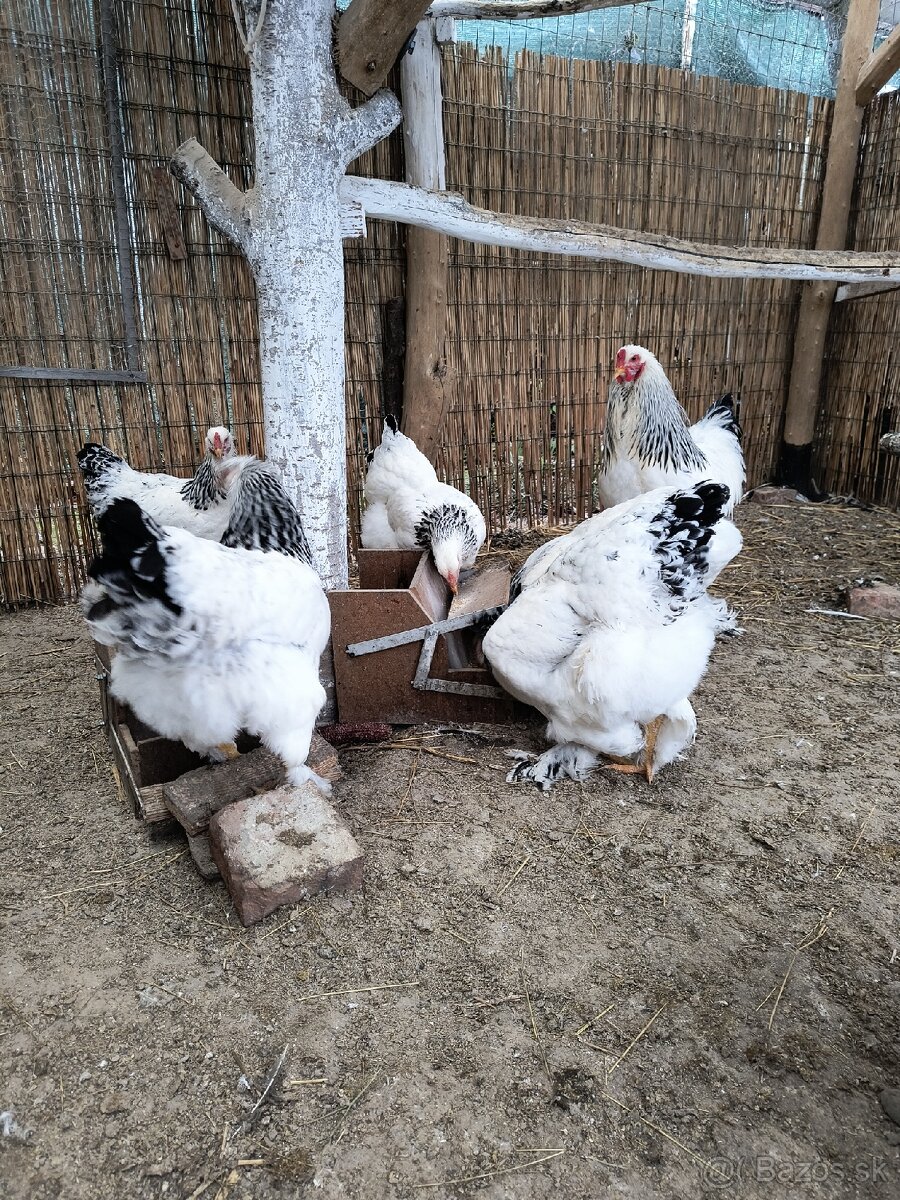 Brahmanky - 2