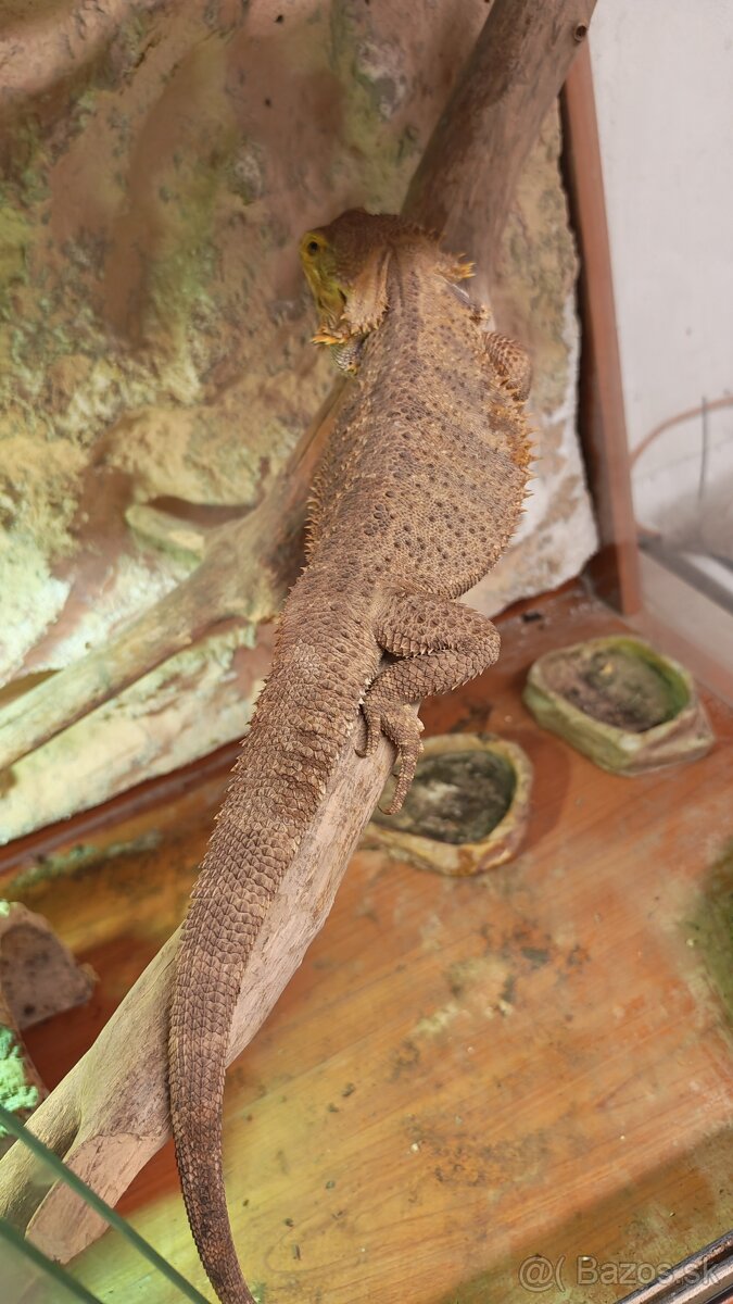 Agama bradatá - 2