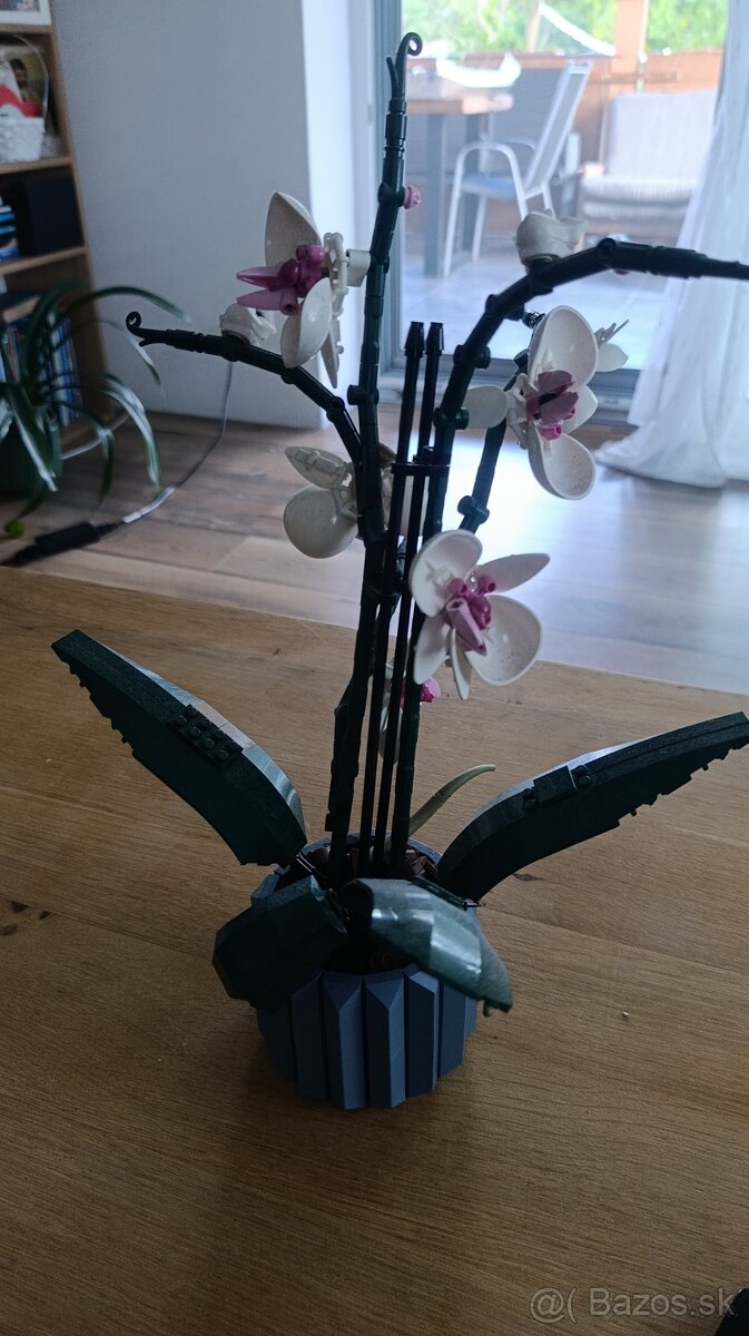 Orchidea - 2