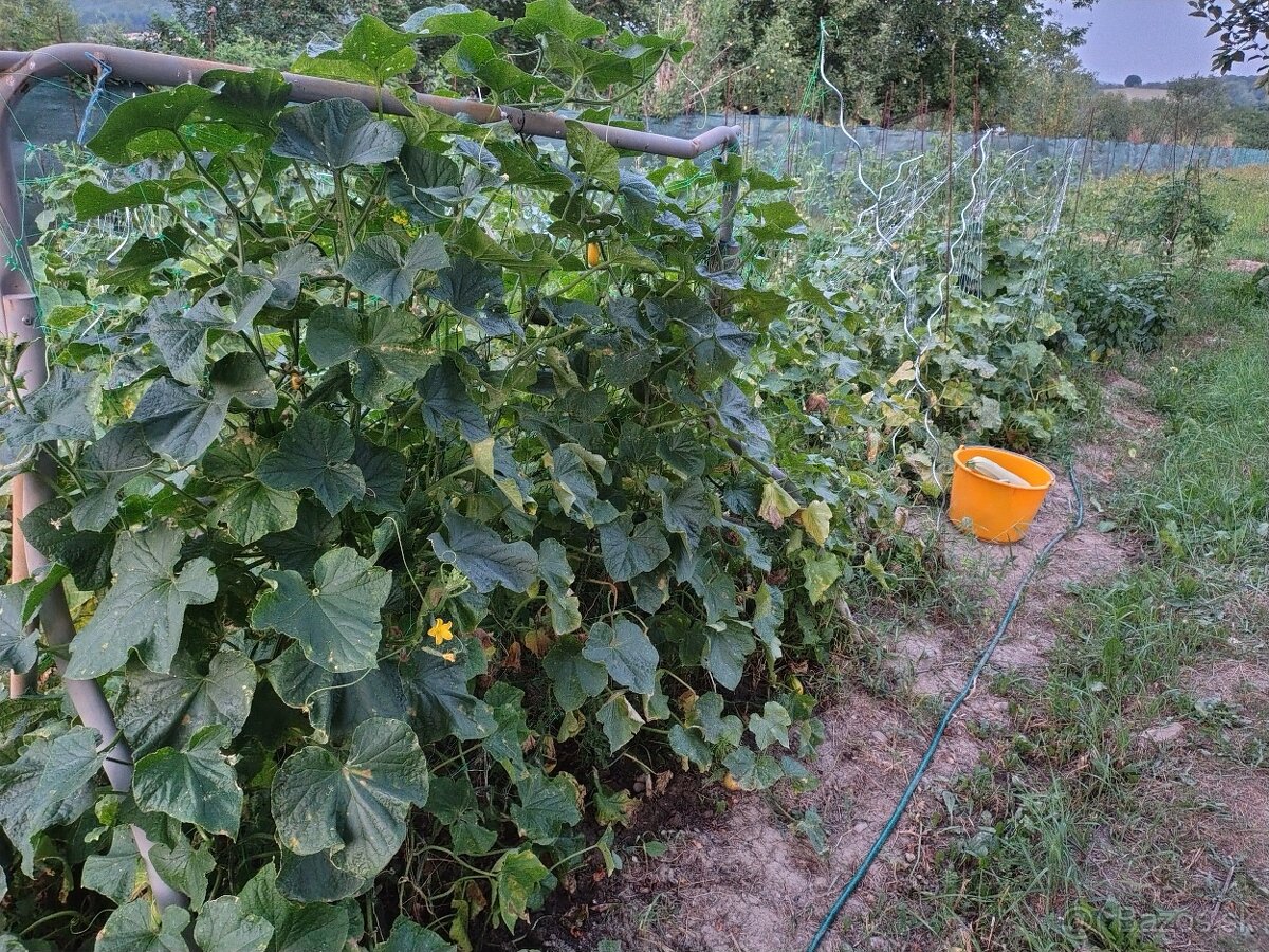 Paradajky uhorky paprika - 2