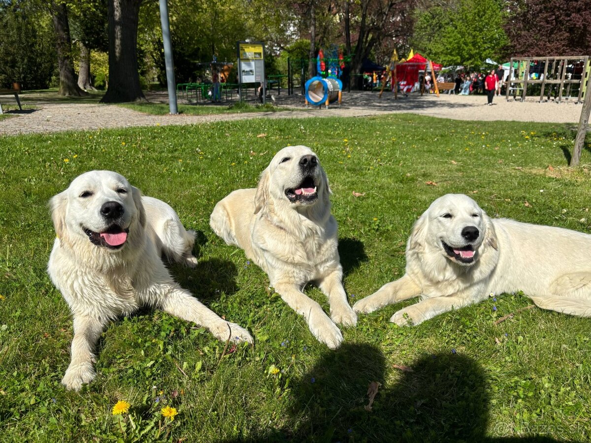 GOLDEN RETRIEVER - k rezervaci - 2