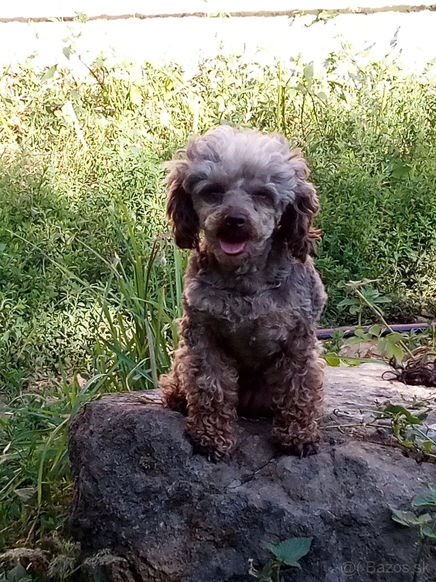 Toy pudel - 2