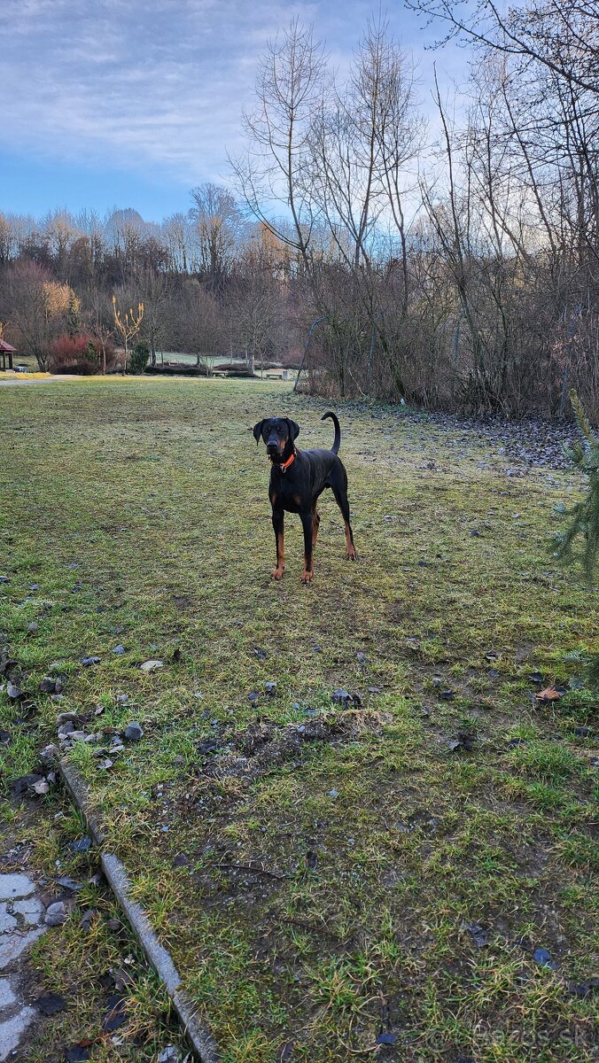 Dobermann na krytie - 2