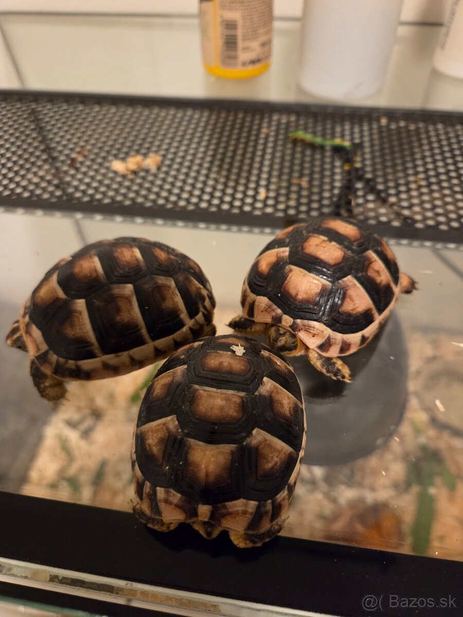 Suchozemska korytnačka - 2
