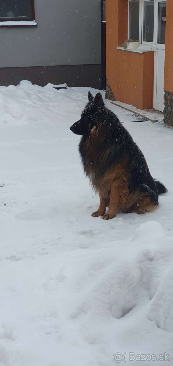 Nemecky ovciak na krytie - 2