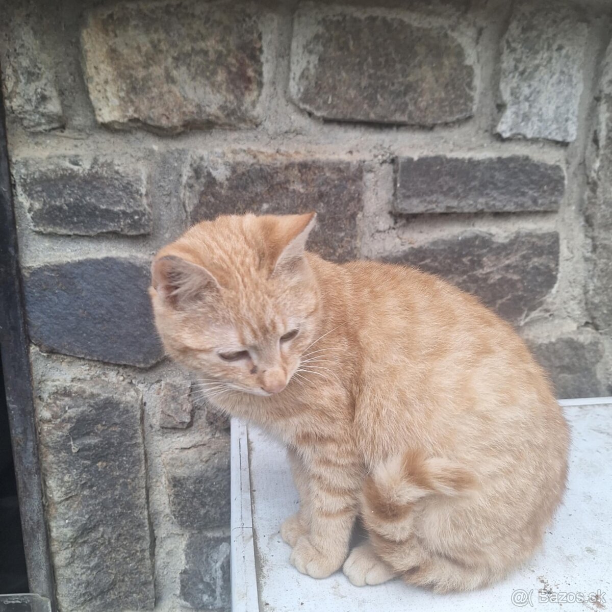 Darujem kocúrika - 2