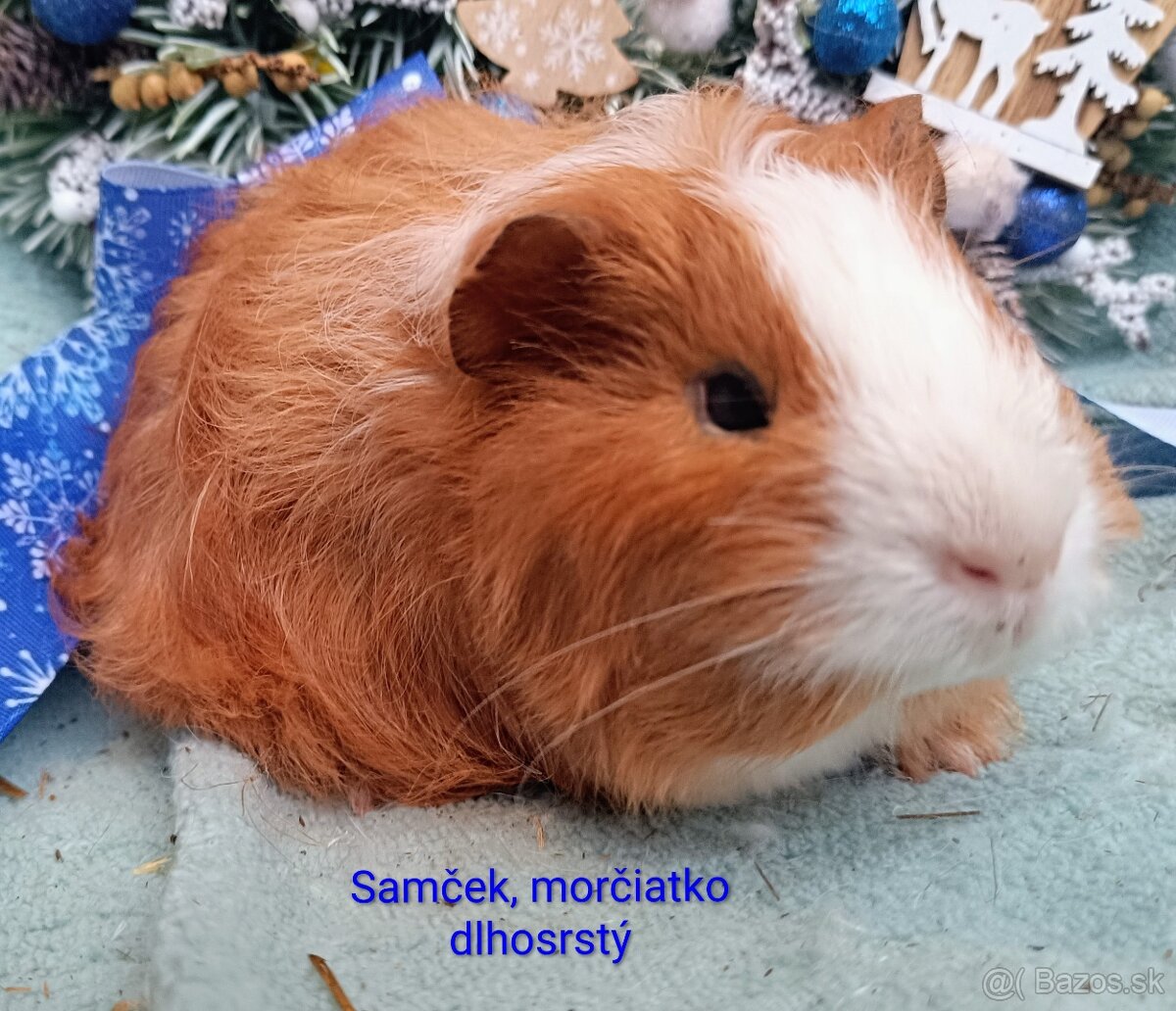 Morča/Morčiatko samček dlhosrstý - 2