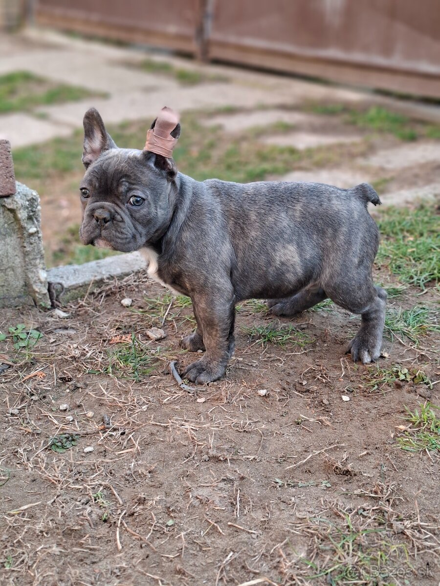 Francúzsky buldoček modrý - 2