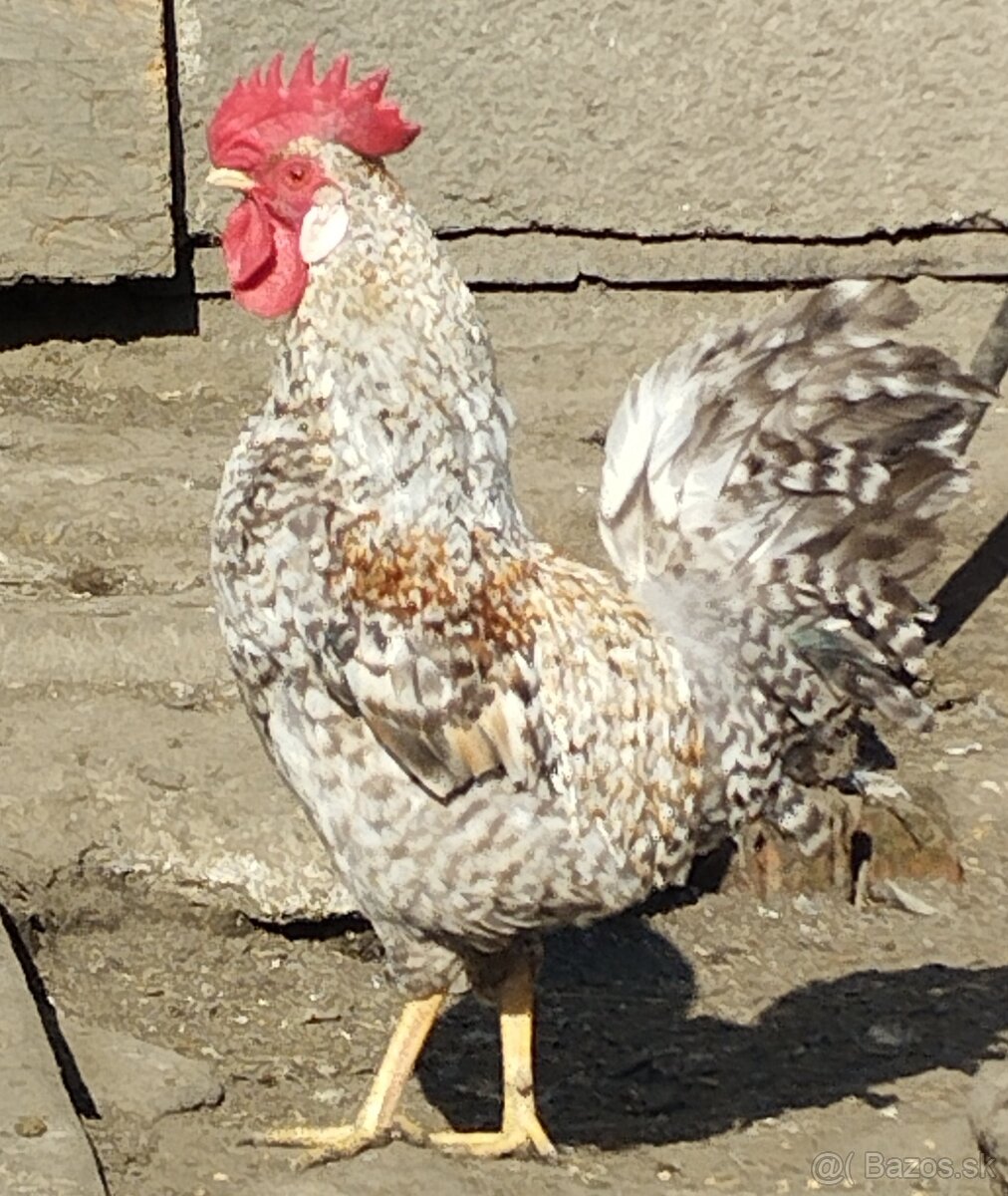 Kohúty cream legbar - 2