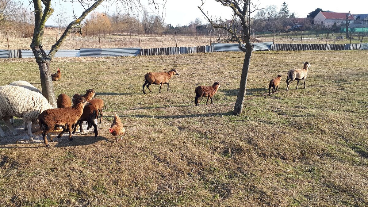 Predam 3 ovečky kamerunske - 2