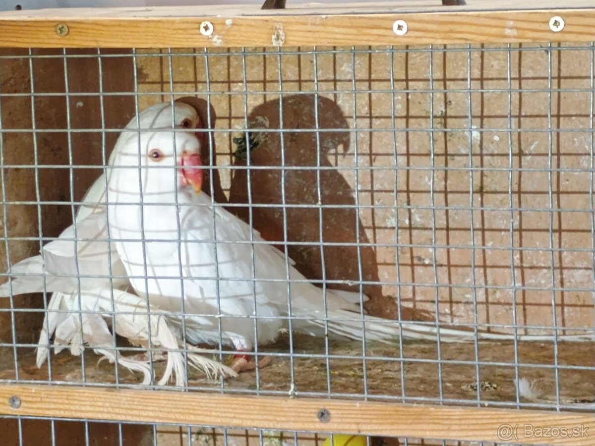 Predam alexander maly - 2