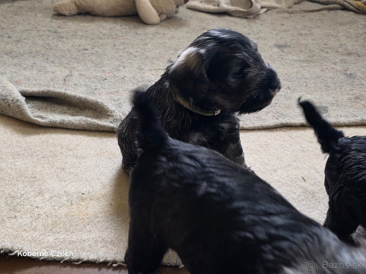 Bradáč malý korenie a sol - 2