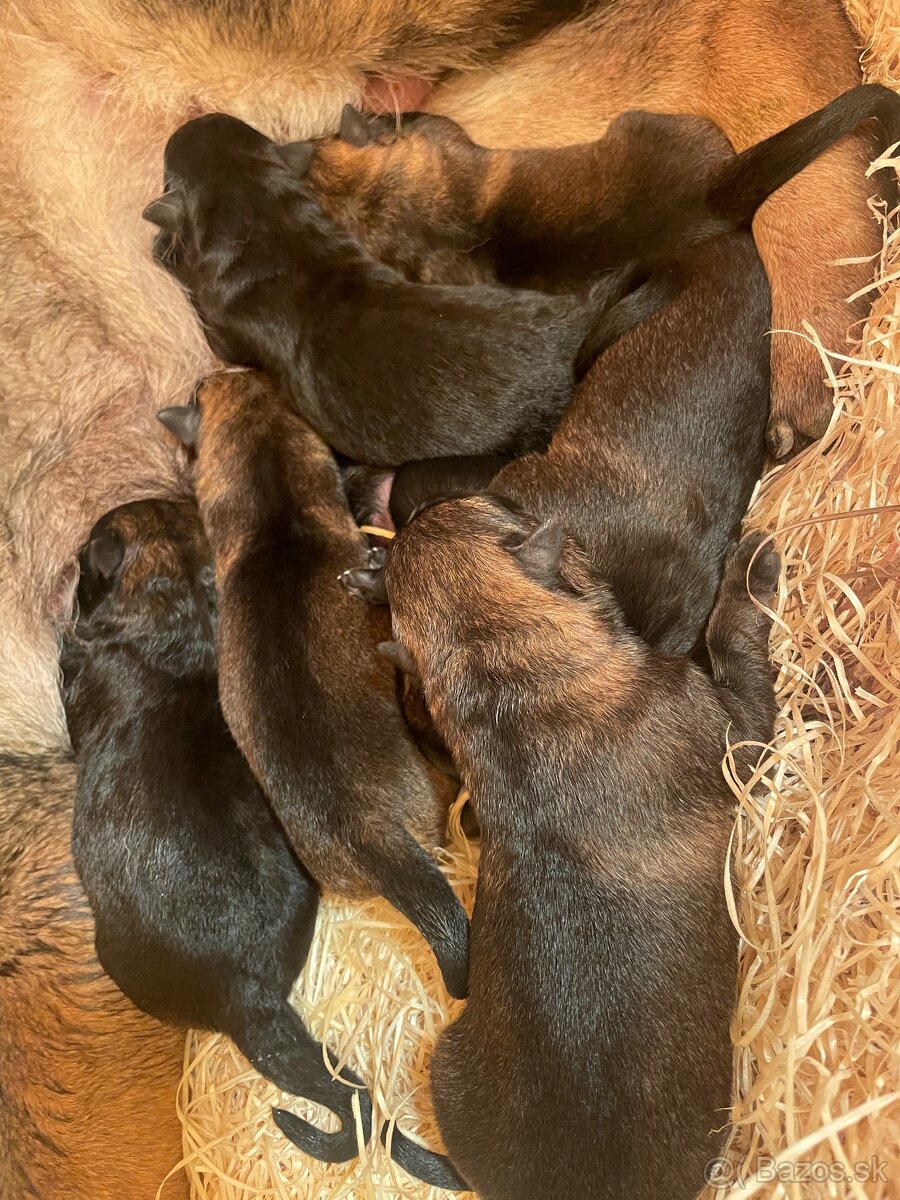 Nemecký ovčiak s PP - 2