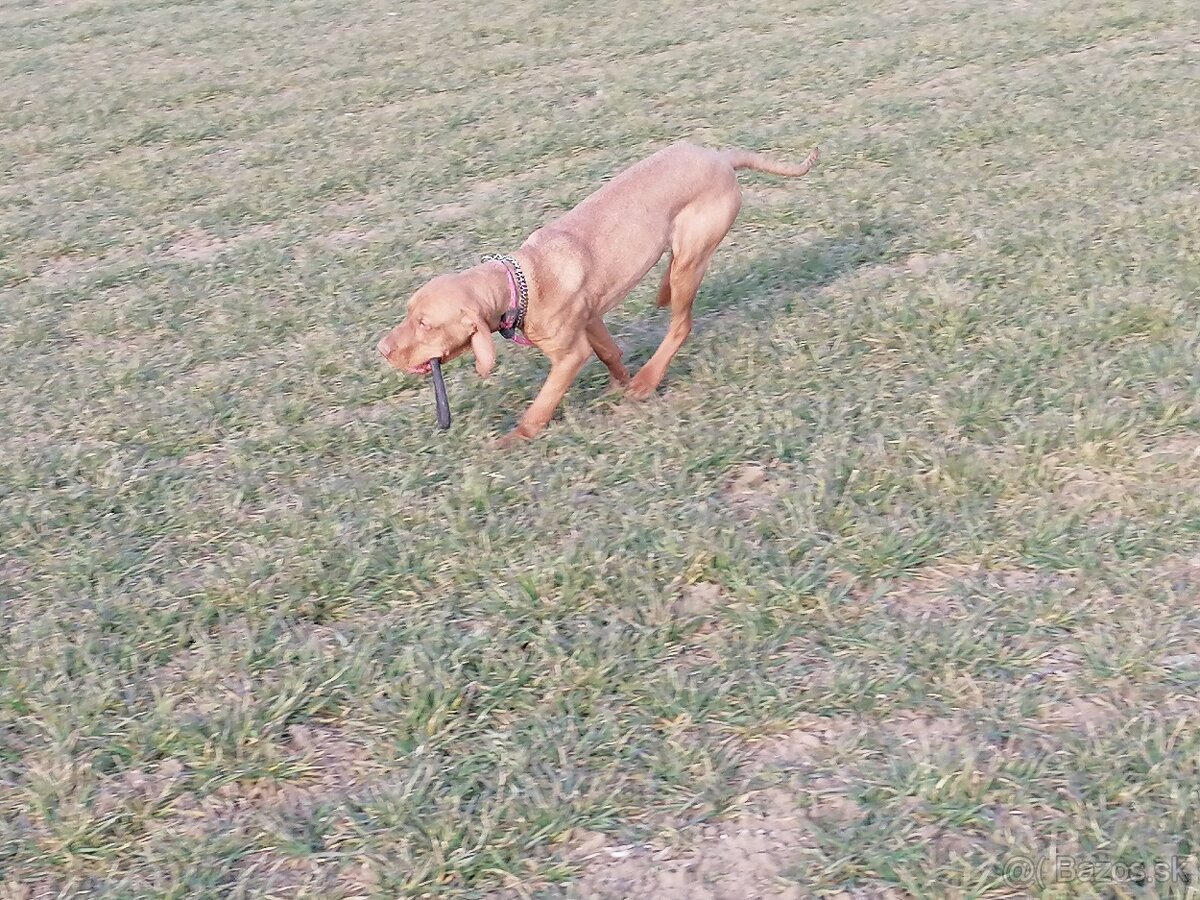 Maďarská vyžla - 2