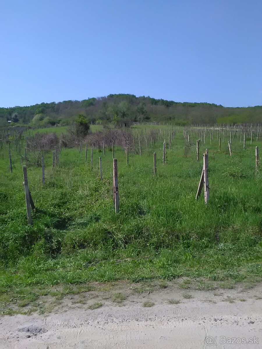 Predám vinohrad v Rači pri Peknej ceste - 2