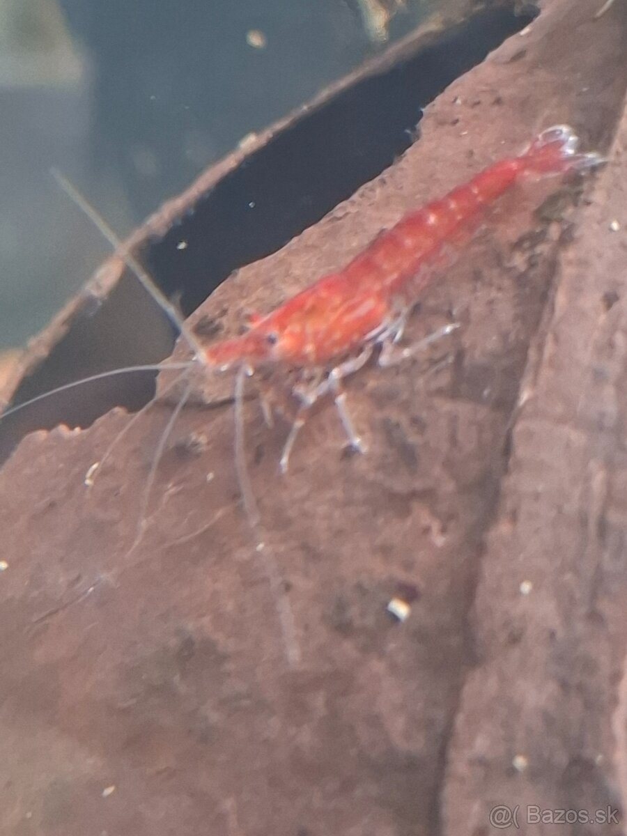 Prisavnik Krevety - 2