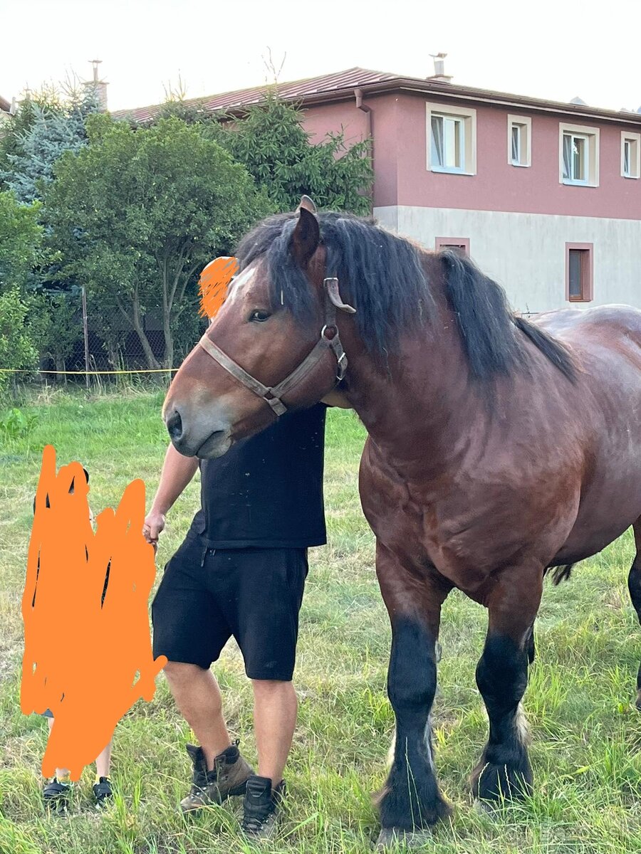 Predám 6 ročného zrebca - 2