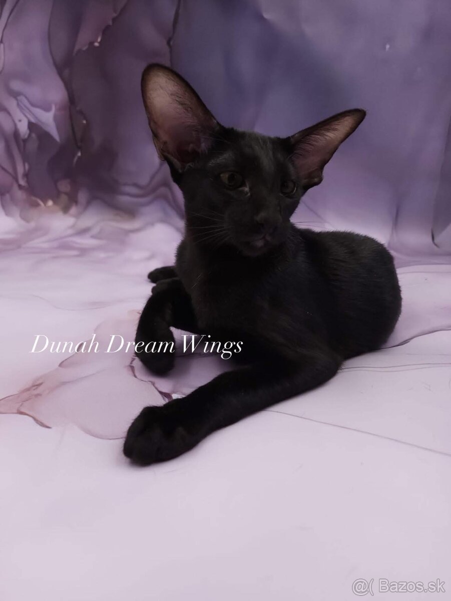 Orientální kočka s PP Dunah - 2