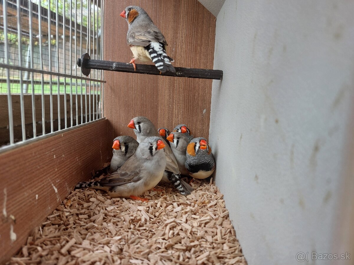 Výstavné zebričky - 2