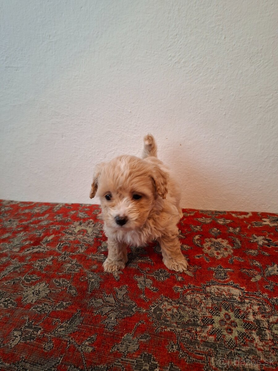 Maltipoo - 2