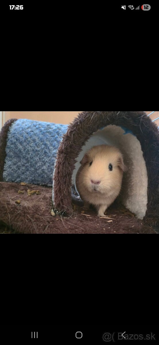 Hladkosrsté morča - 2