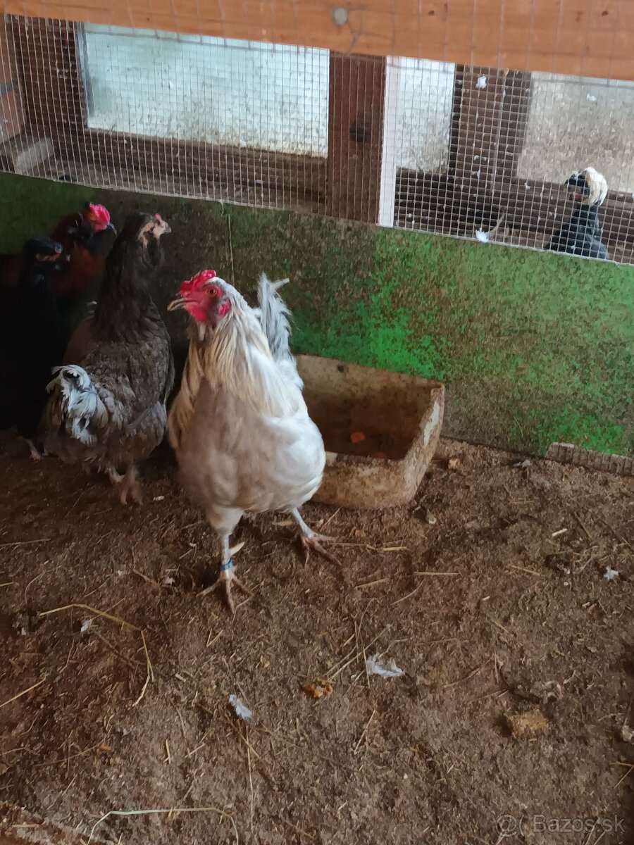 Nožnice, kohút - 2