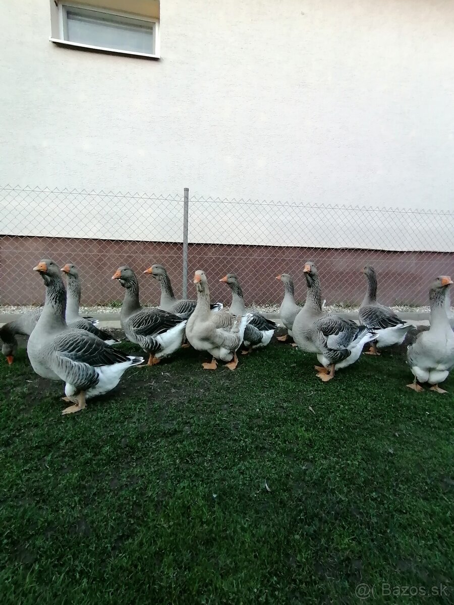 Husy landenske a tuluzske - 2