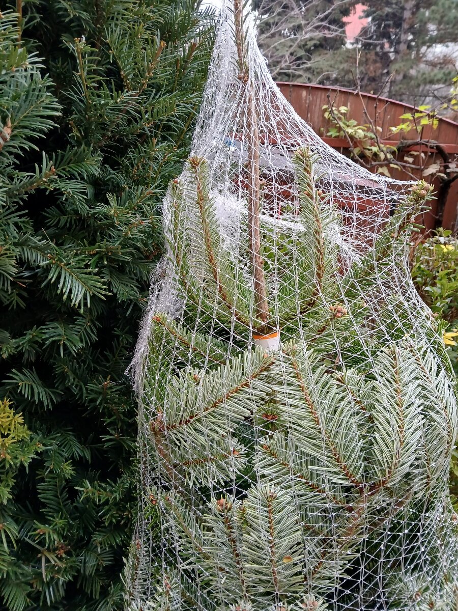 Vianočná jedlička - 2