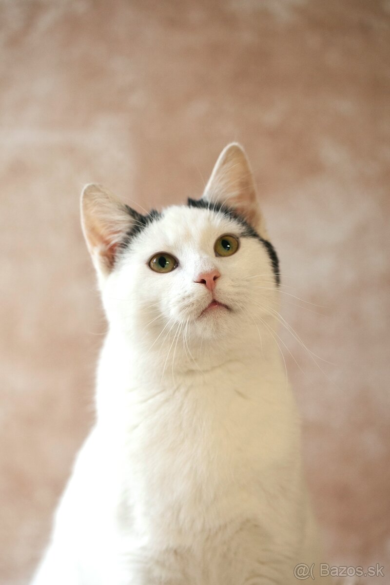 ❤Bubbles - veľmi vnímavý, priateľský, stále dobre naladený - 2