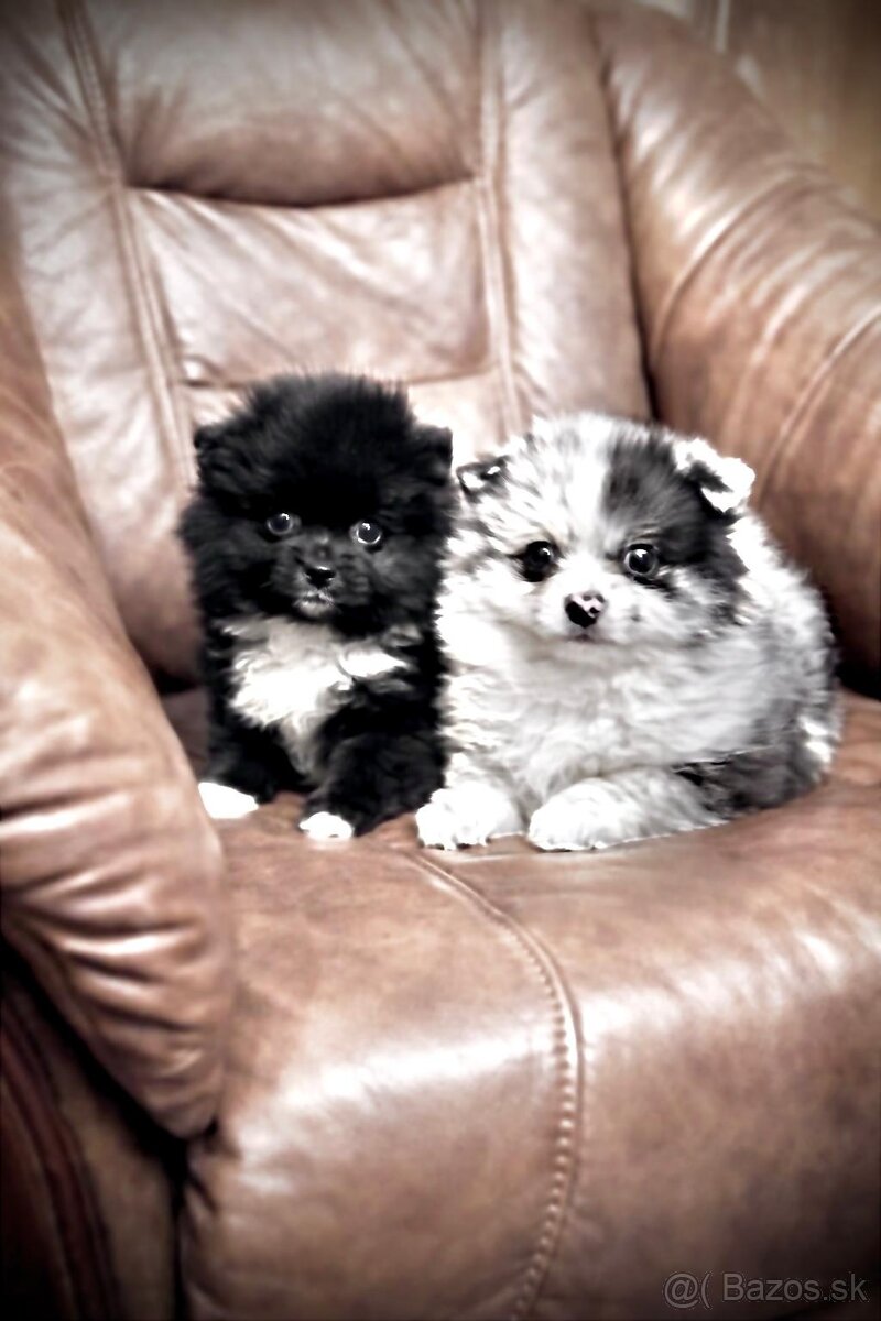 čivava/pomeranian - 2