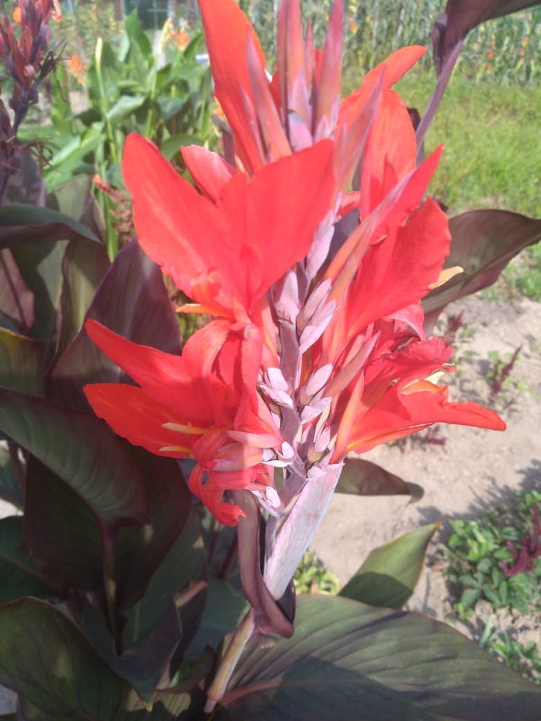 ČERVENÁ KANA INDICKÁ BORDÓ LISTY - 2