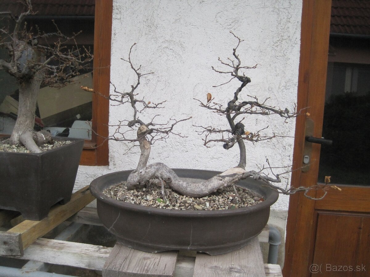 bonsai,bonsaj-hrab 27 - 2