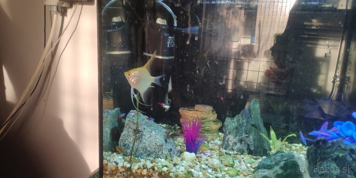 Skalar na vymenu - 2