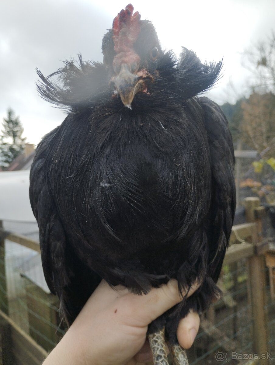 Araucana araukana - 2