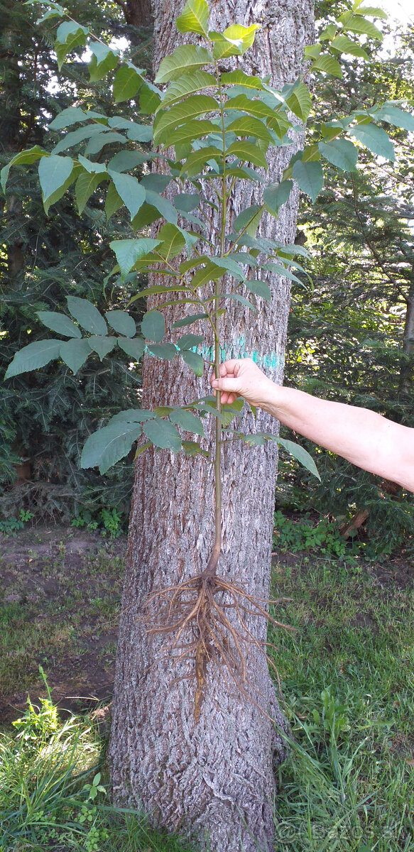 Orech čierny - sadenice. Orech čierny - Kotora - 2