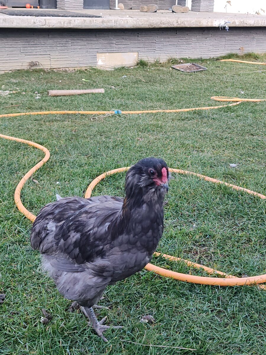 Kohút Araucana 6 mesačný - 2