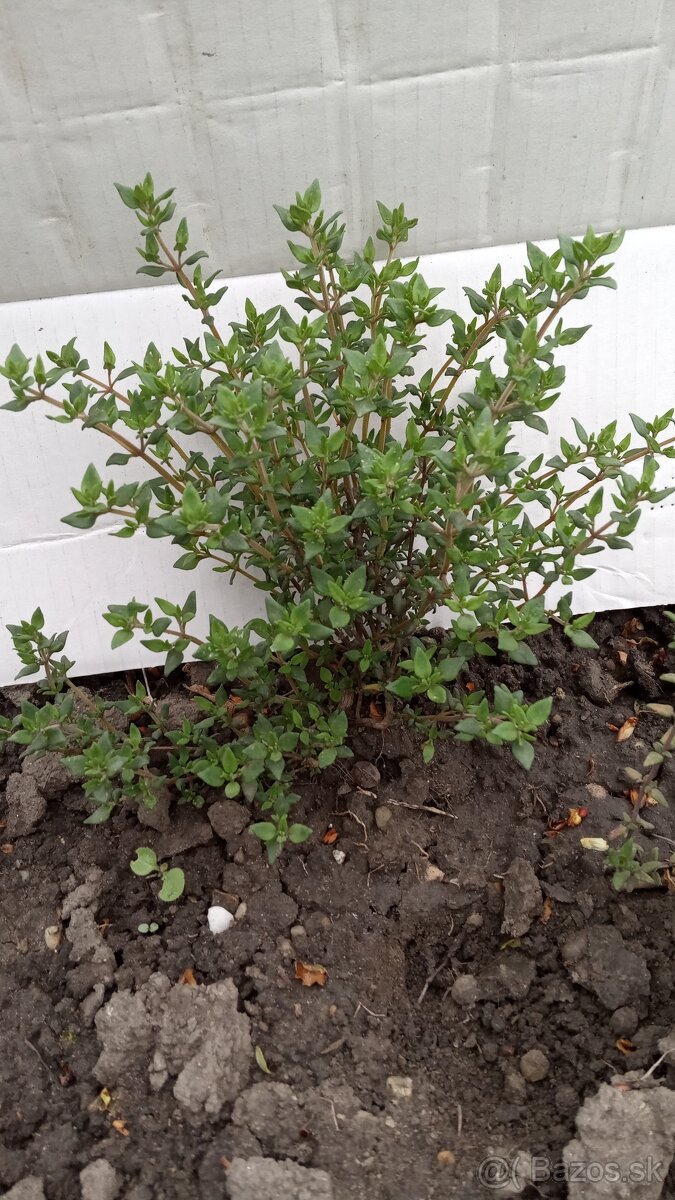 Sadenice byliniek - 2