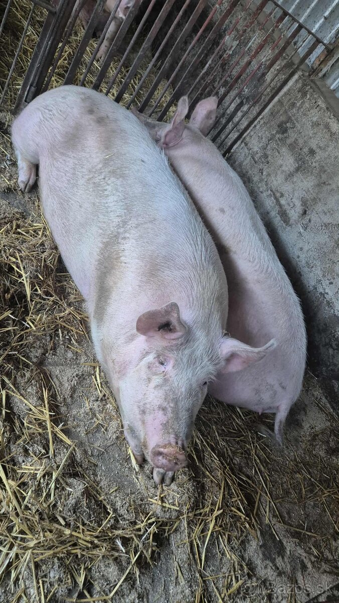 predám svine - 2