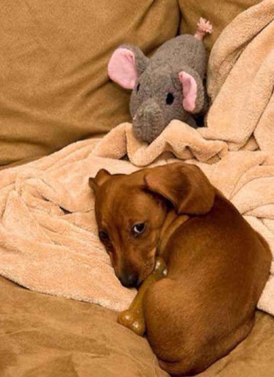 Šteniatka jazvečíka - 2