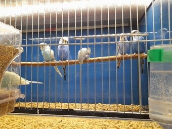 Andulky, zebričky - predaj - 2