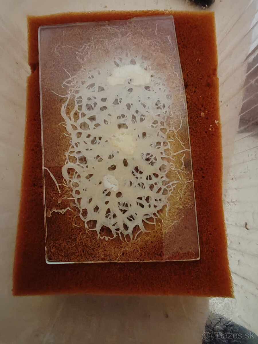 Grindal, Mikri, Izya worms - Živé krmivo - 2