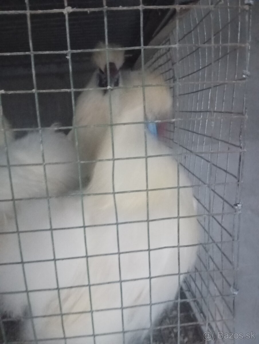 Predám hodvabnicky - 2