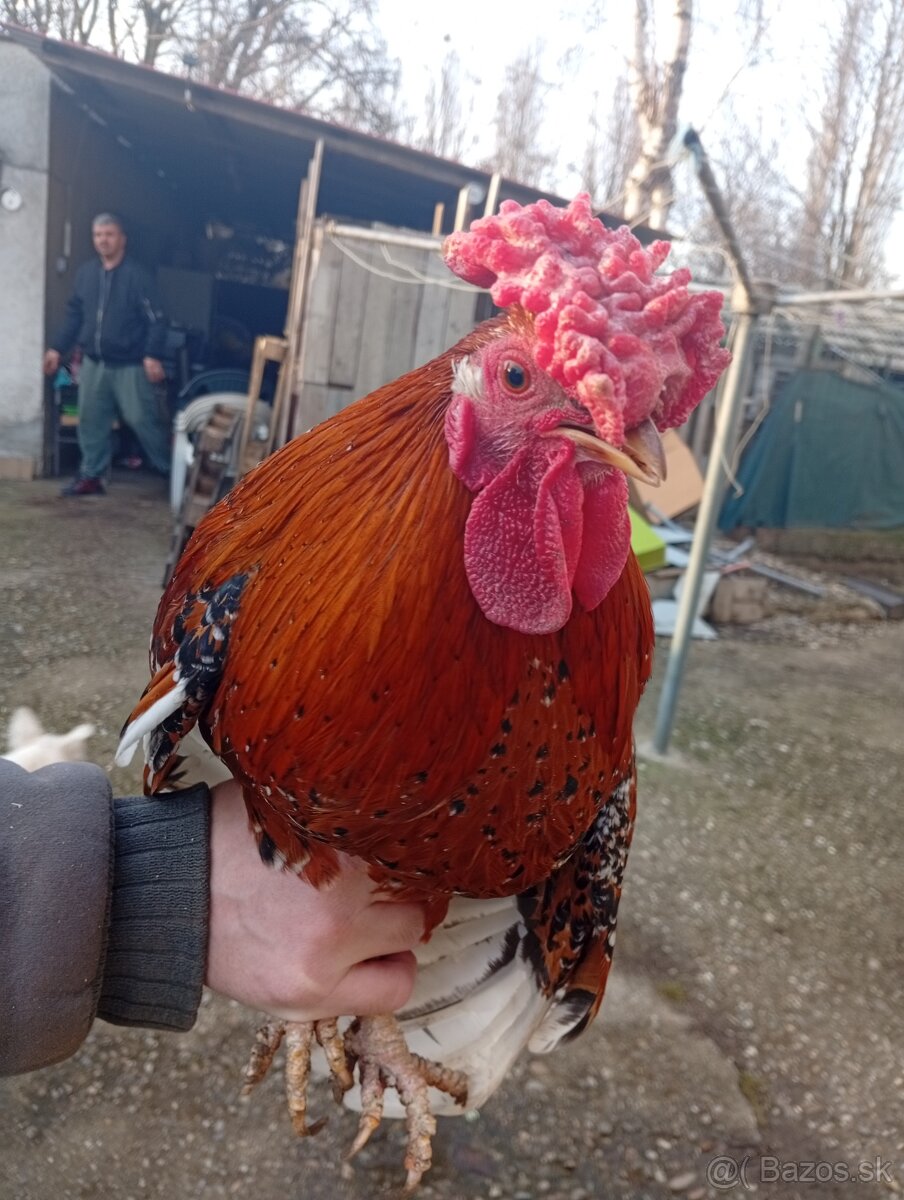 Na predaj kohuty - 2